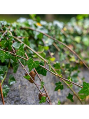 Beautiful climbing Ivy, Lower Slaughter, Cotswolds  -  Blank Inside -  Pack of 10 (standard envelopes) (US & CA Only) Cottagecore Collection