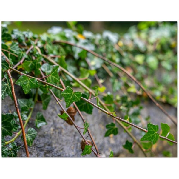 Beautiful climbing Ivy, Lower Slaughter, Cotswolds  -  Blank Inside -  Pack of 10 (standard envelopes) (US & CA Only) Cottagecore Collection