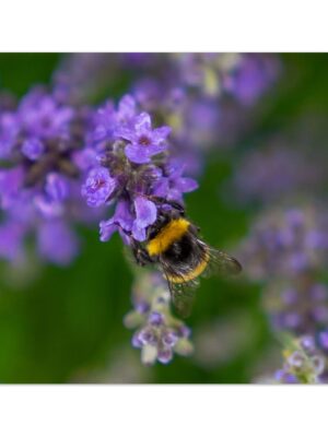 Scottish Honey Bee, Angus, Scotland  -  Blank Inside -  Pack of 10 (standard envelopes) (US & CA Only) Cottagecore Collection