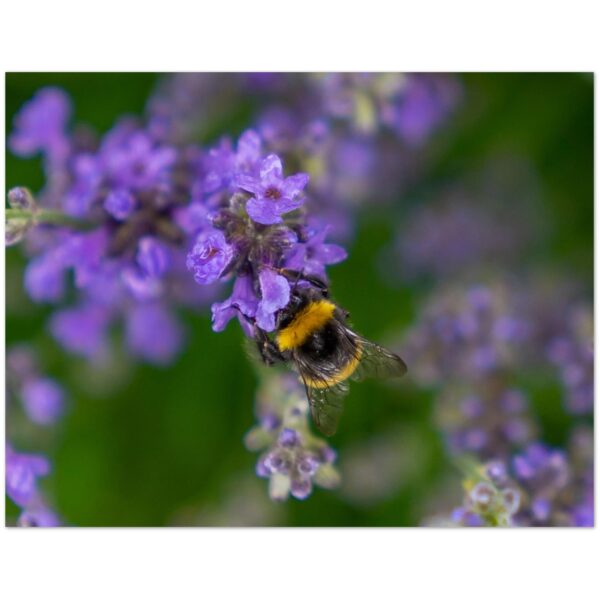 Scottish Honey Bee, Angus, Scotland  -  Blank Inside -  Pack of 10 (standard envelopes) (US & CA Only) Cottagecore Collection