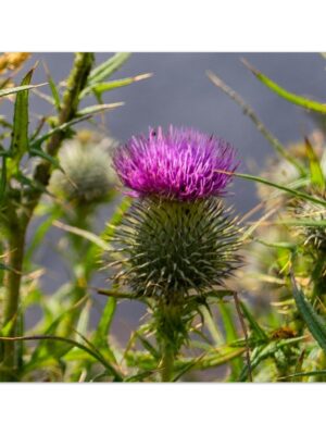 Magical Thistle of the Highlands, Scotland  -  Blank Inside -  Pack of 10 (standard envelopes) (US & CA Only) Scottish Castle Collection