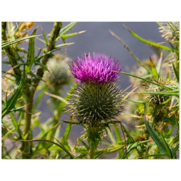 Magical Thistle of the Highlands, Scotland  -  Blank Inside -  Pack of 10 (standard envelopes) (US & CA Only) Scottish Castle Collection