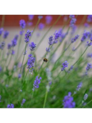 Highland Bee's in Angus, Scotland  -  Blank Inside -  Pack of 10 (standard envelopes) (US & CA Only) Scottish Castle Collection