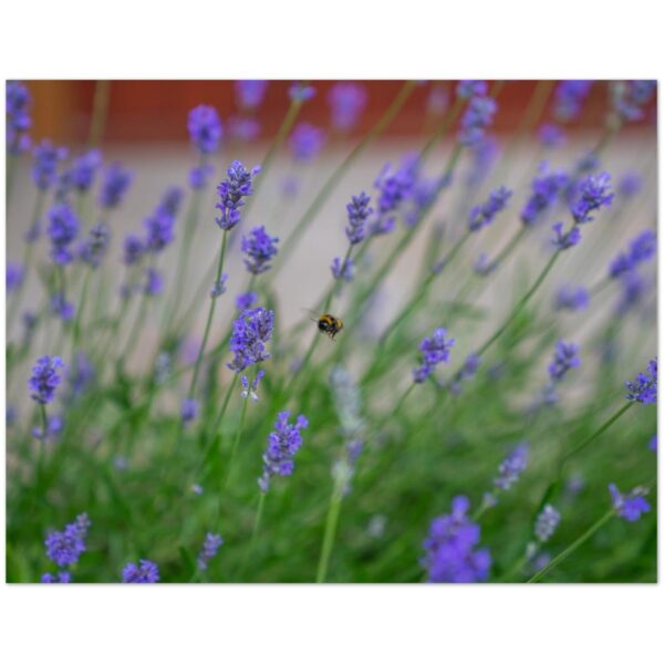 Highland Bee's in Angus, Scotland  -  Blank Inside -  Pack of 10 (standard envelopes) (US & CA Only) Scottish Castle Collection