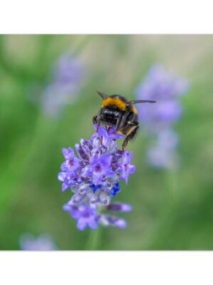 Honeybee in the Highlands of Stonehaven, Scotland  -  Blank Inside -  Pack of 10 (standard envelopes) (US & CA Only) Scottish Castle Collection