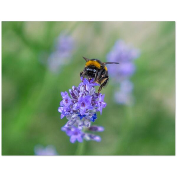 Honeybee in the Highlands of Stonehaven, Scotland  -  Blank Inside -  Pack of 10 (standard envelopes) (US & CA Only) Scottish Castle Collection