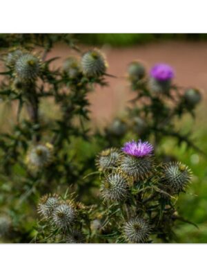 Beautiful Highland Thistles, Aberdeenshire, Scotland  -  Blank Inside -  Pack of 10 (standard envelopes) (US & CA Only) Scottish Castle Collection