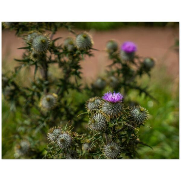 Beautiful Highland Thistles, Aberdeenshire, Scotland  -  Blank Inside -  Pack of 10 (standard envelopes) (US & CA Only) Scottish Castle Collection